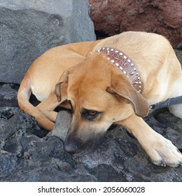 Black Mouth Cur Dog Lying On The Rocks