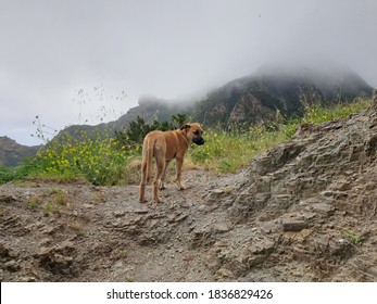 Black Mouth Cur Dog With Mountain Background 