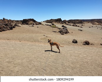 Black Mouth Cur Dog On Dry Environment 