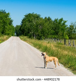 Black Mouth Cur Dog On A Country Road