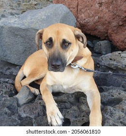 Black Mouth Cur Dog Sitting, Closeup Photo 