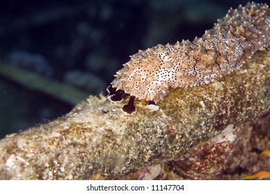 Black Mouth Sea Cucumber (pearsonothura Graeffei)