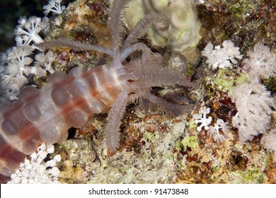 Black Mouth Sea Cucumber  In The Red Sea