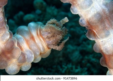 Black Mouth Sea Cucumber  In The Red Sea