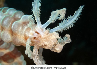 Black Mouth Sea Cucumber  In The Red Sea