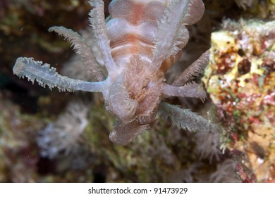 Black Mouth Sea Cucumber  In The Red Sea