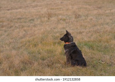 A black mudi dog(A purebred hungarian shepherd dog)  in the meadow. - Powered by Shutterstock