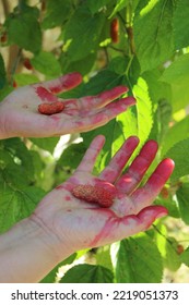 Black Mulberries, Collect Black Mulberries, Selective Focus, Noise Effect, Glitch Effect