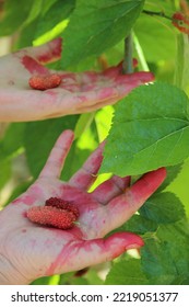 Black Mulberries, Collect Black Mulberries, Selective Focus, Noise Effect, Glitch Effect