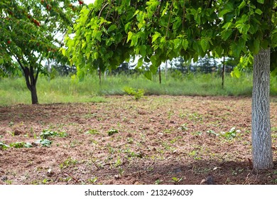 Black Mulberry Tree In The Field