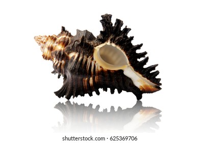 Black Murex Shell Isolated On White Background