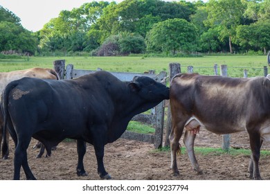 A black muscular Angus bull sniffing out a brown cow's behind for heat signal. Mammal reproduction on a cattle farm in South America, Pantanal, Brazil. Natural breeding. - Shutterstock ID 2019237794