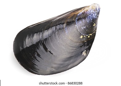 Black Mussel Close Up On White Background