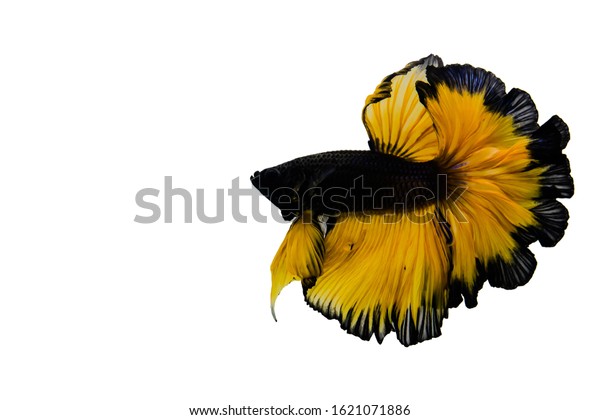 Black Mustard Betta Fish Siamese Fighting Stock Photo Edit Now 1621071886