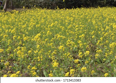 Black Mustard (Brassica Nigra) Flower In The Field ; Cultivation Of The Mustard Plant In Winter Season Produce Yellow Horizon. 