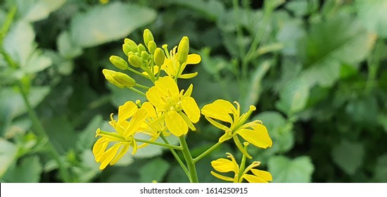 Black Mustard Flower - Brassica Yellow Flower