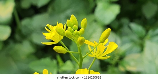 Black Mustard Flower - Brassica Yellow Flower