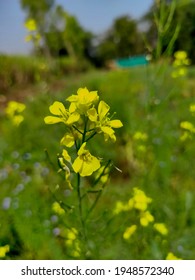 A Black Mustard Flower  From Farm Which Is Spice Used In Indian Cuisine 