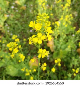 Black Mustard Flower. March 1, 2021 At Darjeeling