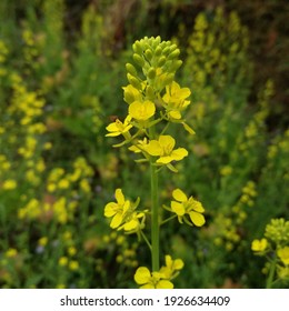 Black Mustard Flower. March 1,2021 At Darjeeling