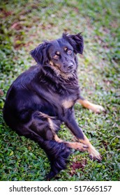 Black mutt dog sitting on the grass looking at the camera