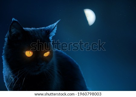 black mystical cat on the background of the night sky