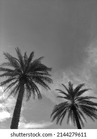 Black N White Coconut Trees