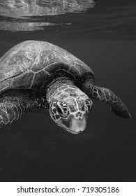 Black N White Sea Turtle Stock Photo 719305186 | Shutterstock