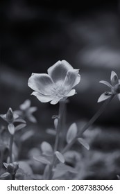 Black N White Small Flower