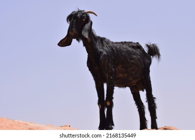 A Black Nanny Goat Standing On Arid Rocks 