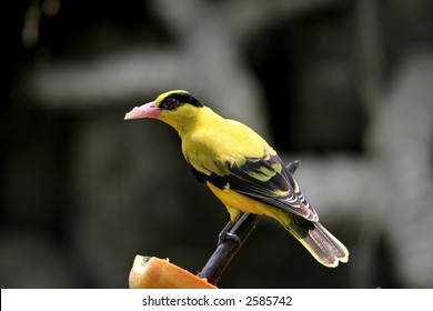 Black Naped Oriole