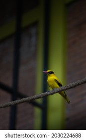 Black Naped Oriole Gripping On A Rope