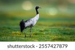 Black Necked Crane. Best Bird Pics of Ladakh wildlife.