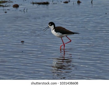 Black Necked Stilt With Its Beak Open Standing On One Leg In The River Of The California Delta 