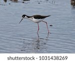 Black necked stilt bent over searching for food in the river of the California delta 