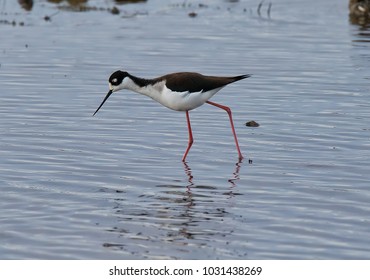 Black Necked Stilt Bent Over Searching For Food In The River Of The California Delta 