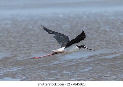 Black Necked Stilt In Flight