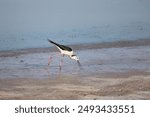 Black Necked Stilt at the Great Salt Lake.