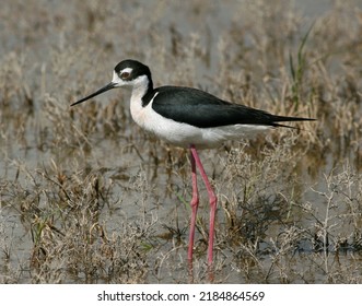 Black Necked Stilt In Marshes  