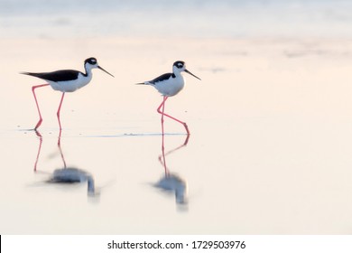 Black Necked Stilt reflecting in shallow water - Powered by Shutterstock