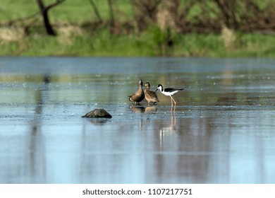 Black- necked Stilt when looking for food