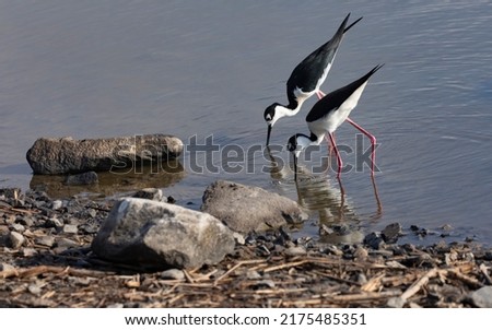 Black necked stilts stand and feed in wetland environment at Rockefeller Wildlife Refuge in Grand Chenier, Louisiana, United States