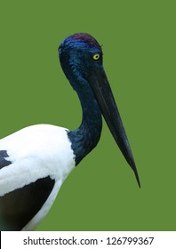 Black Necked Stork