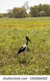 A Black Necked Stork By The Billabong