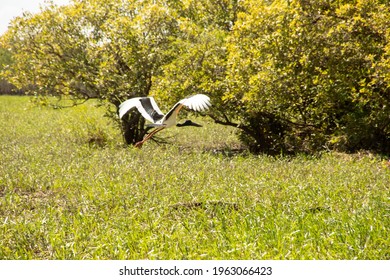 A Black Necked Stork By The Billabong