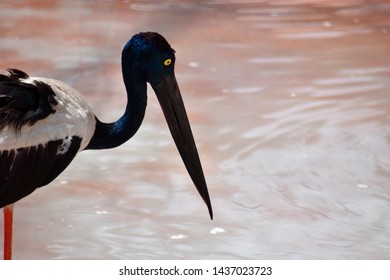 Black Necked Stork, Ephippiorhynchus Asiaticus 