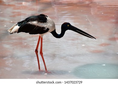 Black Necked Stork, Ephippiorhynchus Asiaticus 