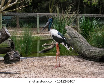 Black Necked Stork (Ephippiorhynchus Asiaticus)