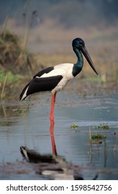 Black Necked Stork, Ephippiorhynchus Asiaticus India