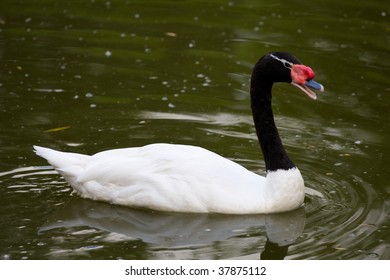 Black Necked Swan